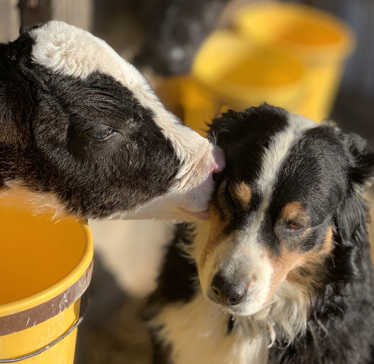 Candid Canine Corner